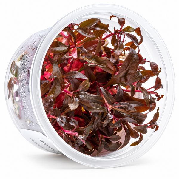 AquaDepot Tissue Culture Alternanthera reineckii "Red"