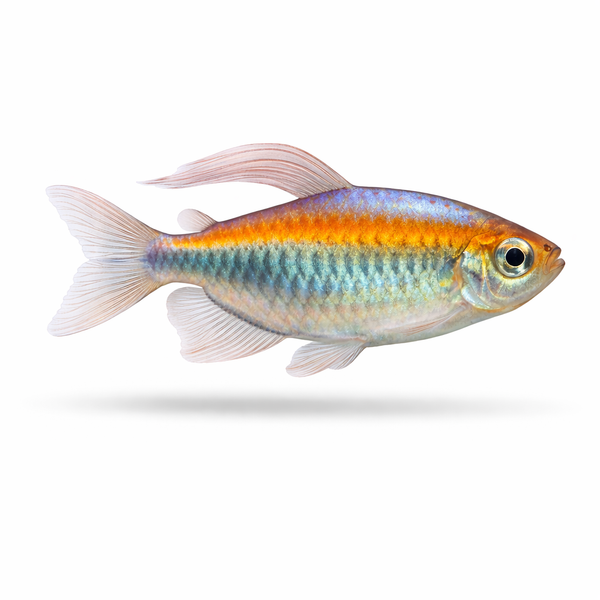 Congo Tetra (Local Delivery Only - WA)