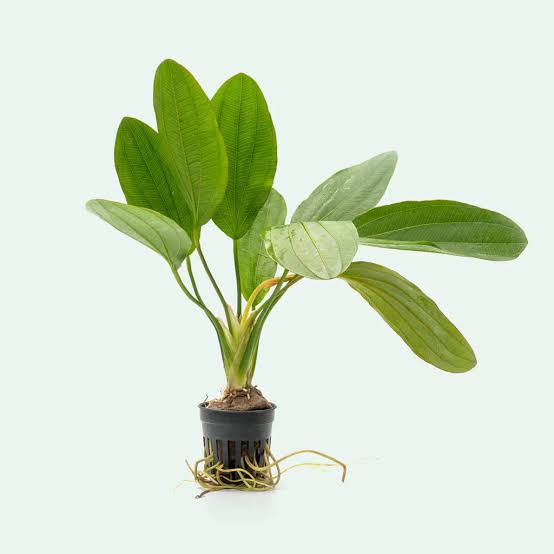 Echinodorus Melon Sword Medium EMERSED
