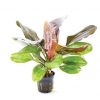 Echinodorus Amazon 'Red Pearl' EMERSED