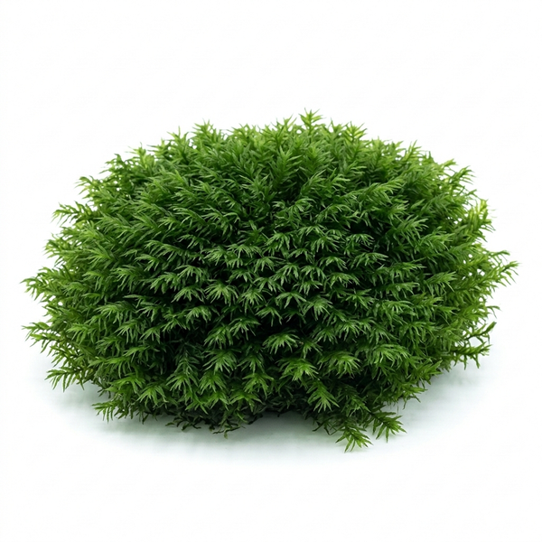 US Fissidens Moss (Fissidens fontanus) - Premium Aquarium Moss