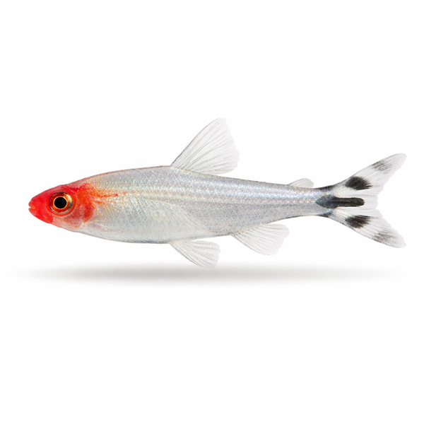 Platinum Rummy Nose Tetra (Local Delivery Only - WA)