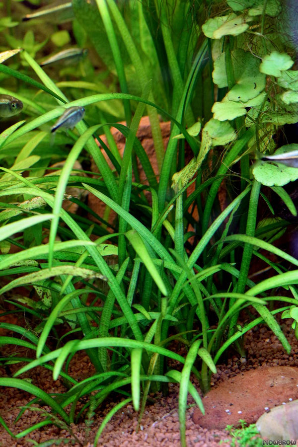 Sagittaria subulata