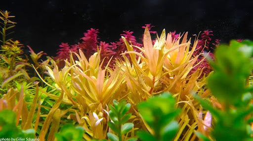 Buy Ammania Pendicellata ‘Golden’