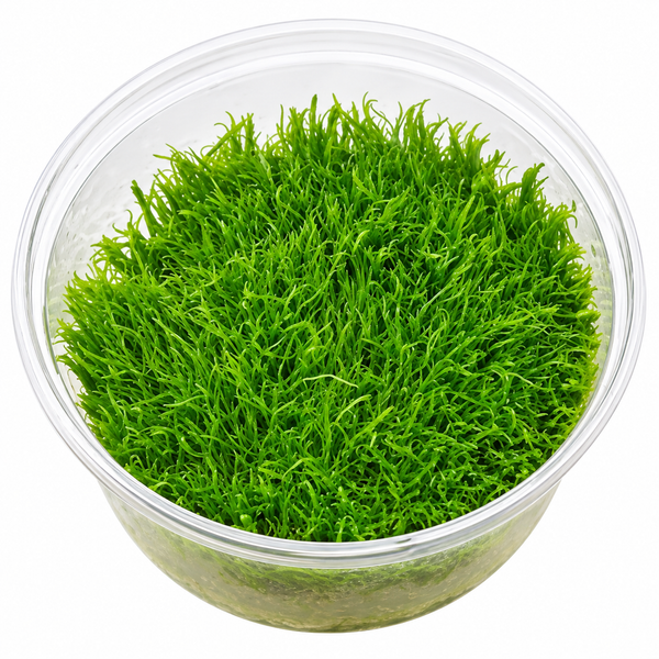 AquaDepot Tissue Culture Utricularia graminifolia