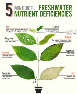 Aquatic Plants - Detection of Nutrient Deficiencies