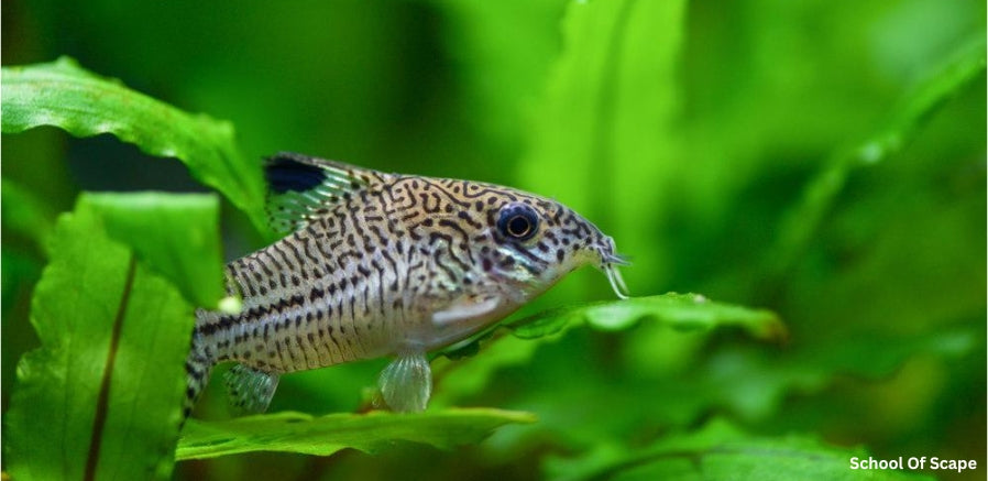 10 Key Guidelines for Ensuring Corydoras Thrive and Flourish