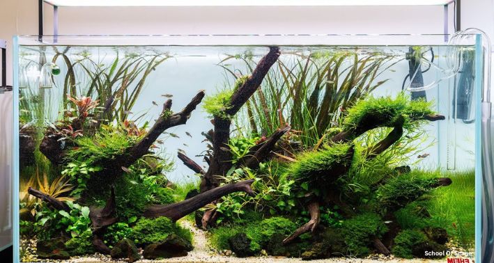 Exploring the Principles of Traditional Nature Aquarium Layout