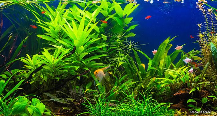 Dive into Aquascaping: A Beginner’s Guide with 8 Helpful Tips