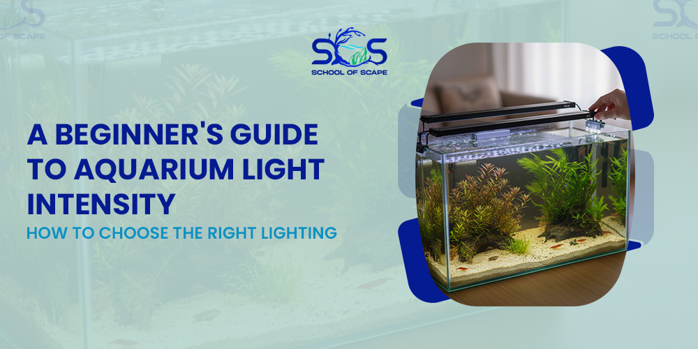 A Beginner's Guide to Aquarium Light Intensity: How to Choose the Right Lighting