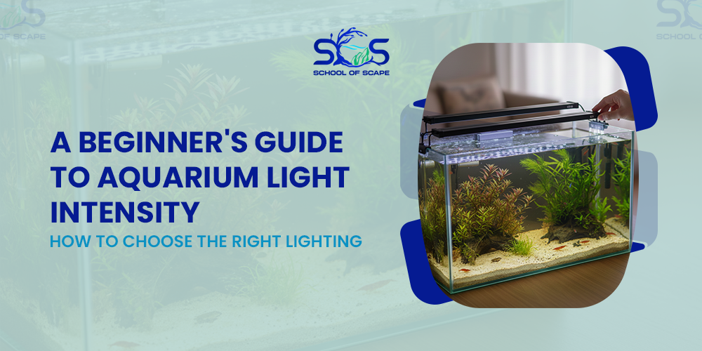 A Beginner's Guide to Aquarium Light Intensity: How to Choose the Right Lighting
