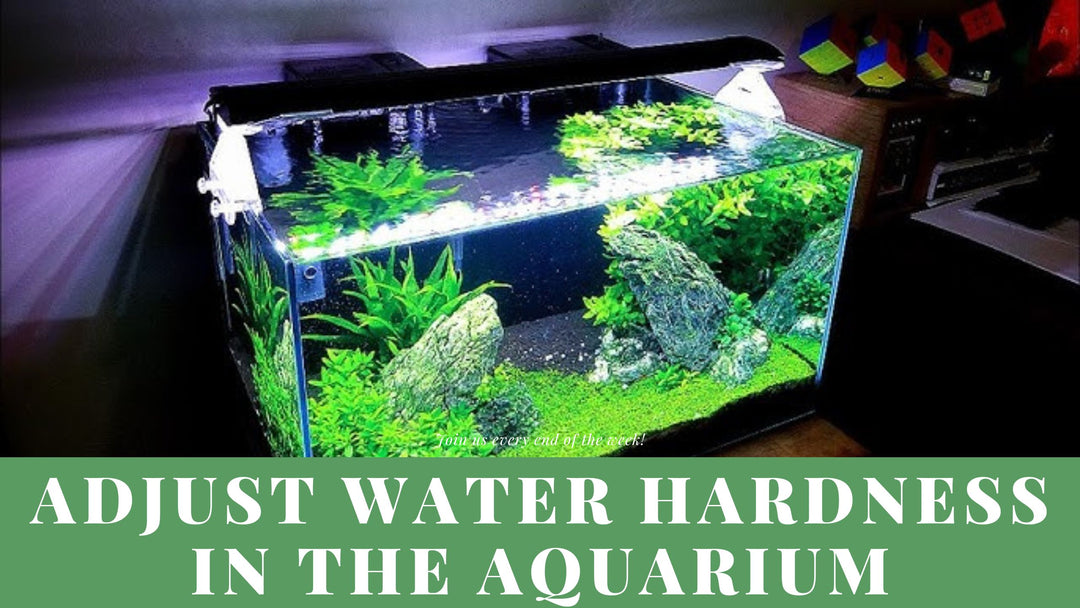 How to Effectively Adjust Water Hardness in the Aquarium