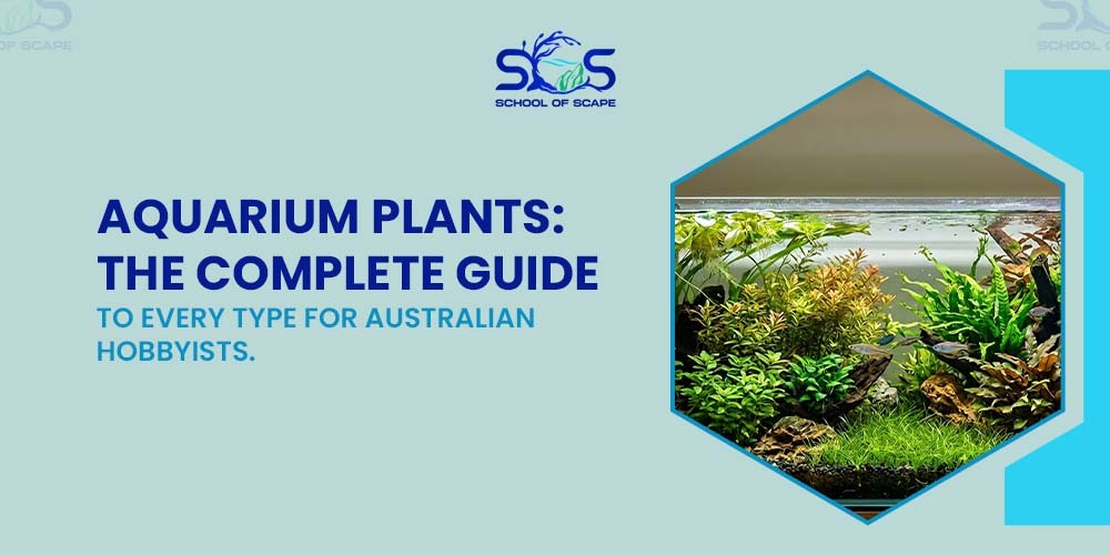Aquarium Plants: The Complete Guide to Every Type for Australian Hobbyists