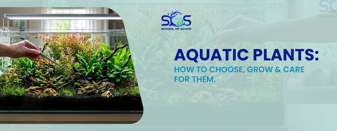 Aquatic Plants: How to Choose, Grow & Care for Them