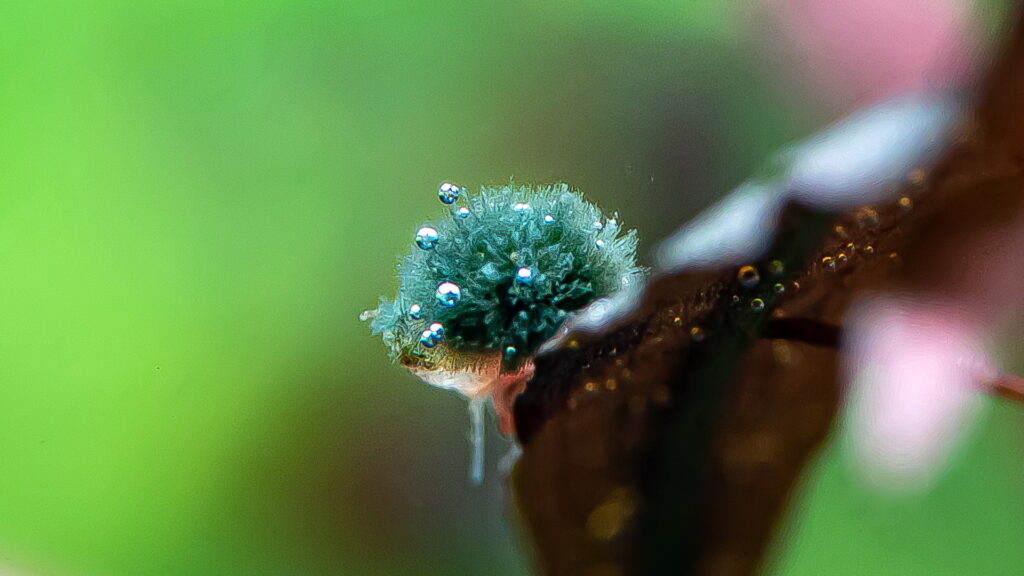 The Power of CO2 in Aquascaping: Boosting Plant Growth and Visual Appeal