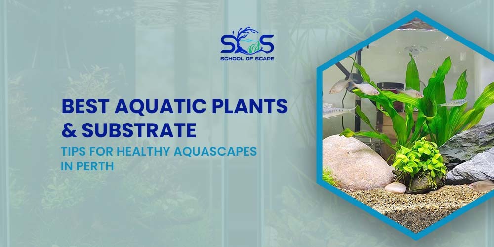 Best Aquatic Plants & Substrate Tips for Healthy Aquascapes in Perth