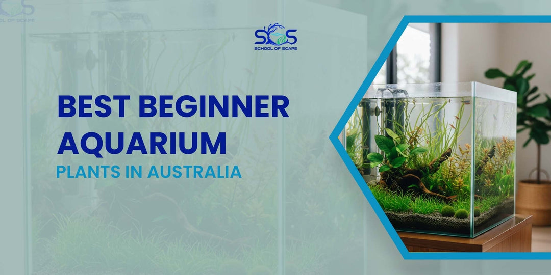 Best Beginner Aquarium Plants in Australia