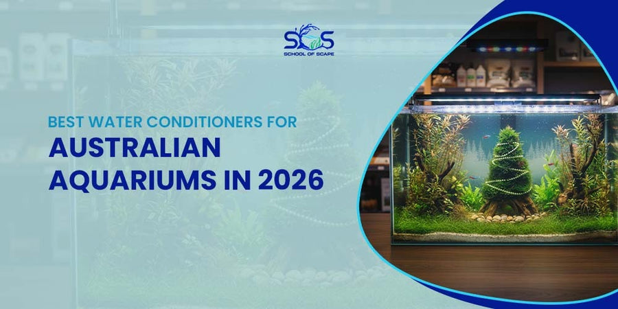 Best Fish for Community Tanks: A Guide for Australian Aquarium – School ...