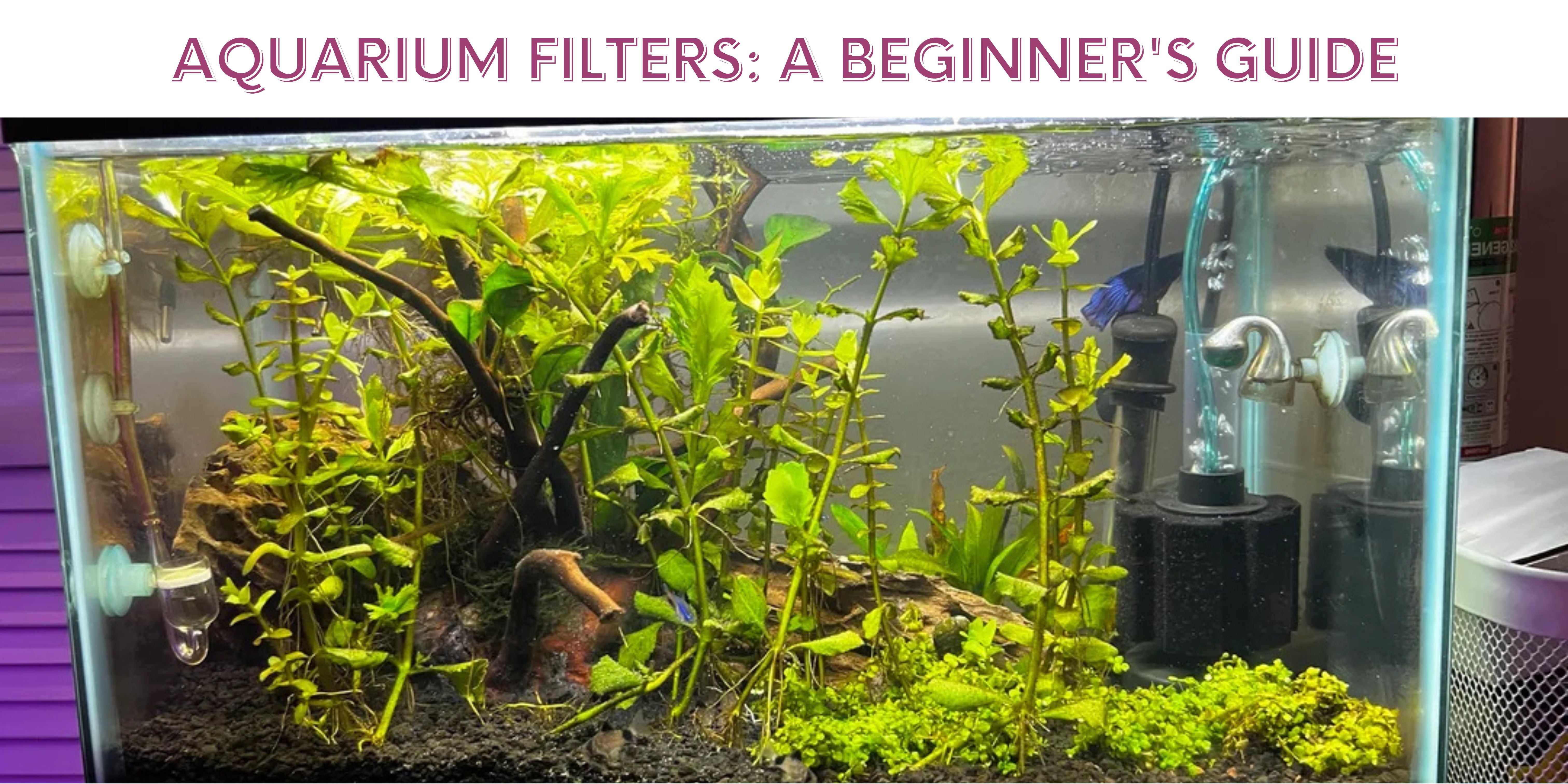 Understanding Aquarium Filters: A Beginner's Guide – School Of Scape