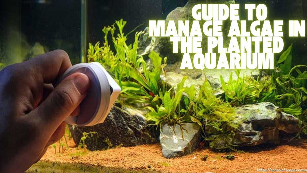 Managing Algae in the Planted Aquarium: A Practical Guide