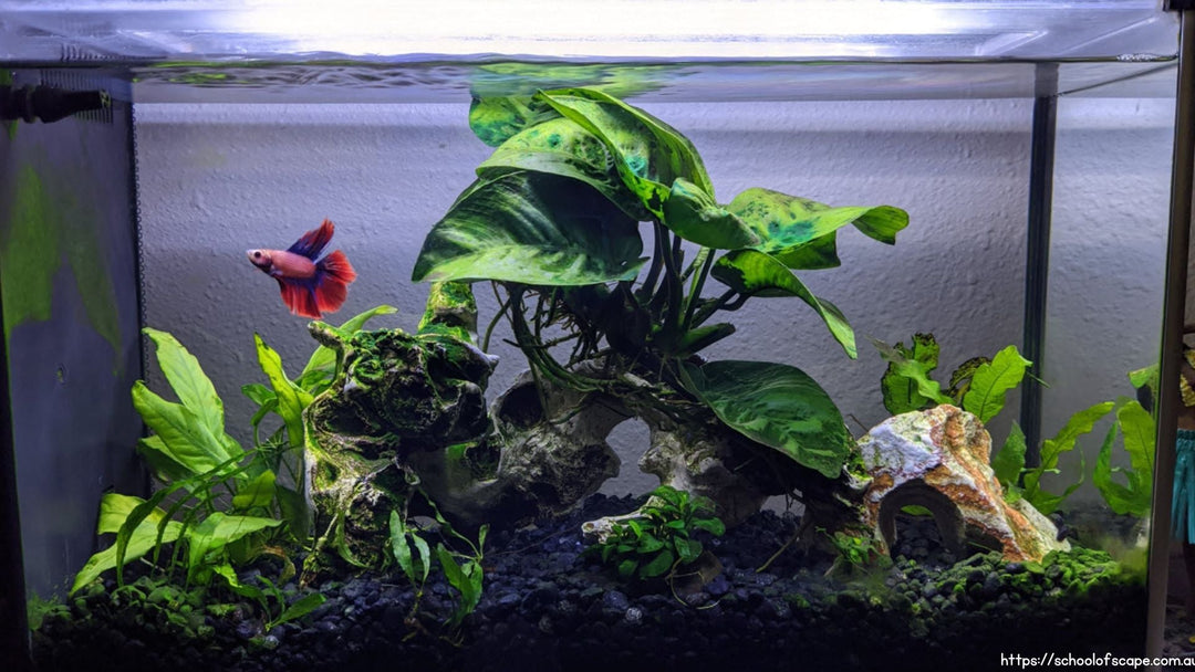 Keeping Bettas: Why You Need a Planted Tank