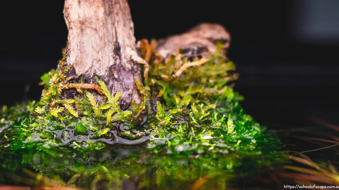 The Essential Guide to Hardscape Upkeep in Planted Aquariums