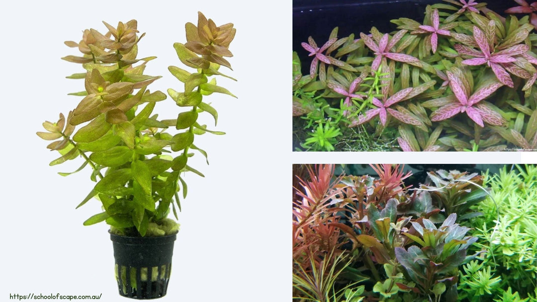 6 Top Stem Plants for Your Fish Tank