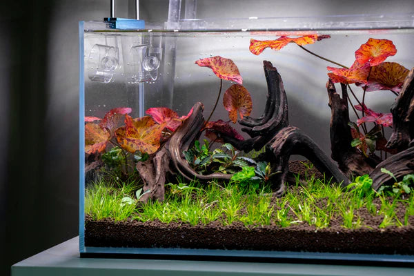 Aquascaping Essentials: Choosing the Right Substrate for Healthy Plant Growth