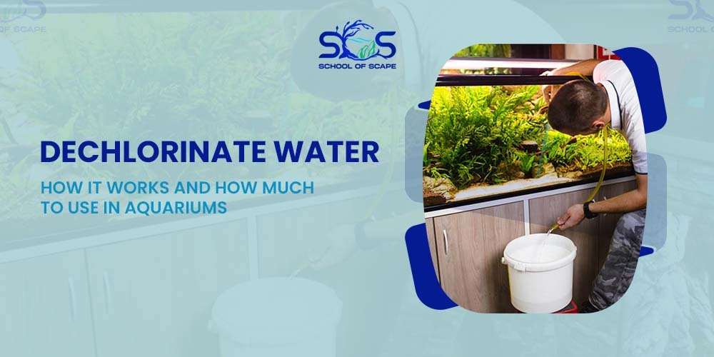 Dechlorinate Water: How It Works and How Much to Use in Aquariums