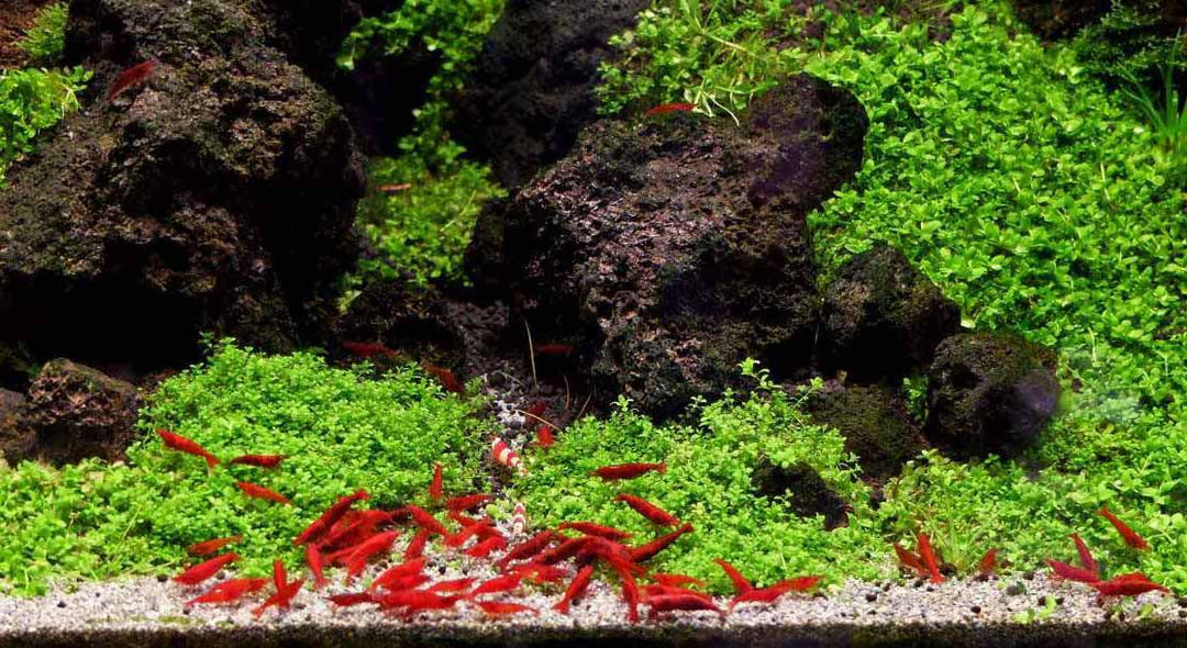 Advantages of Adding Livestock to Your Aquarium