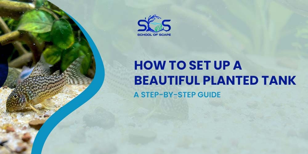 How to Set Up a Beautiful Planted Tank: A Step-by-Step Guide