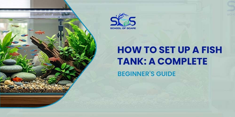 How to Set Up a Fish Tank: A Complete Beginner's Guide – School Of Scape