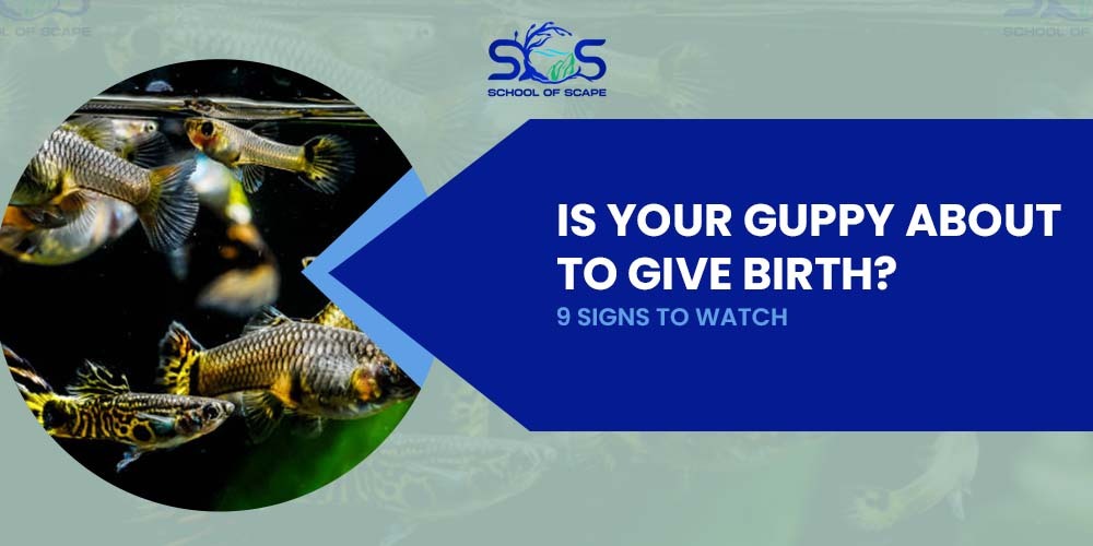 Is Your Guppy About to Give Birth? 9 Signs to Watch