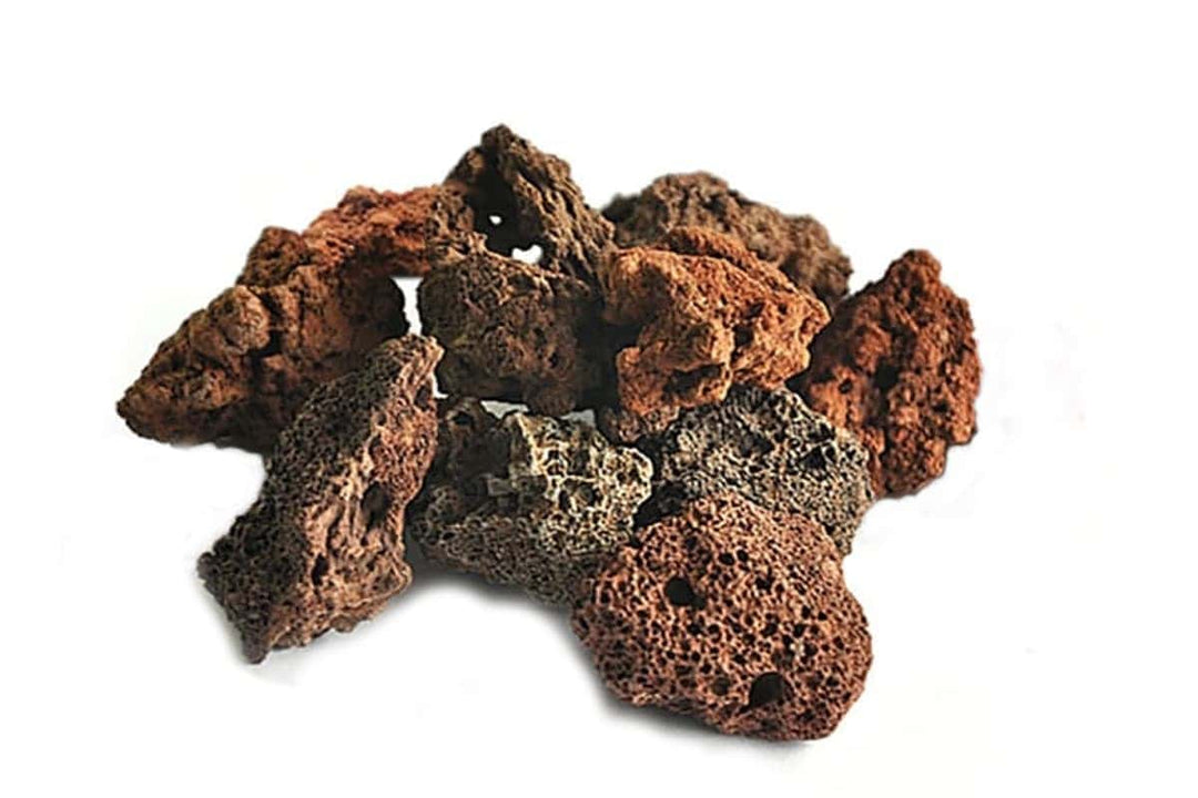 Best Aquatic Plants & Substrate Tips for Healthy Aquascapes in Perth