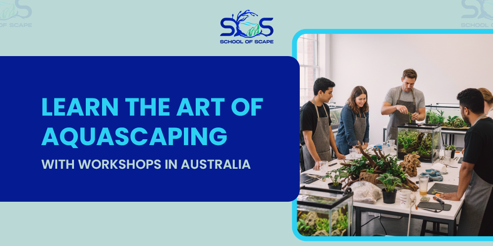 Learn the Art of Aquascaping with Workshops in Australia