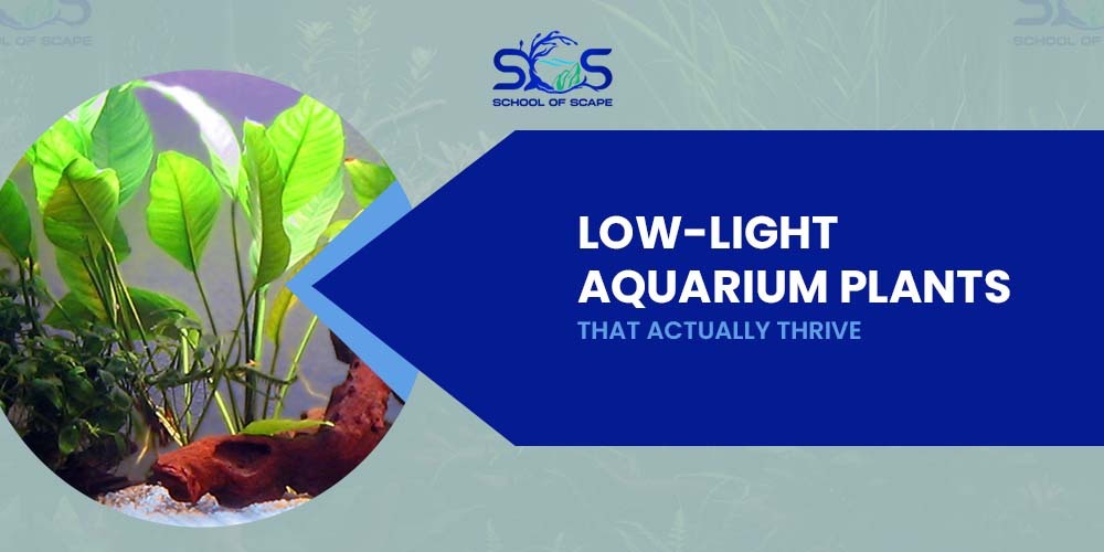 Low Light Aquarium Plants That Actually Thrive
