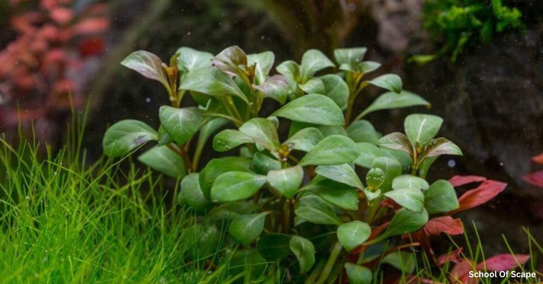 Best Emersed Aquatic Plants to Grow in the Philippines