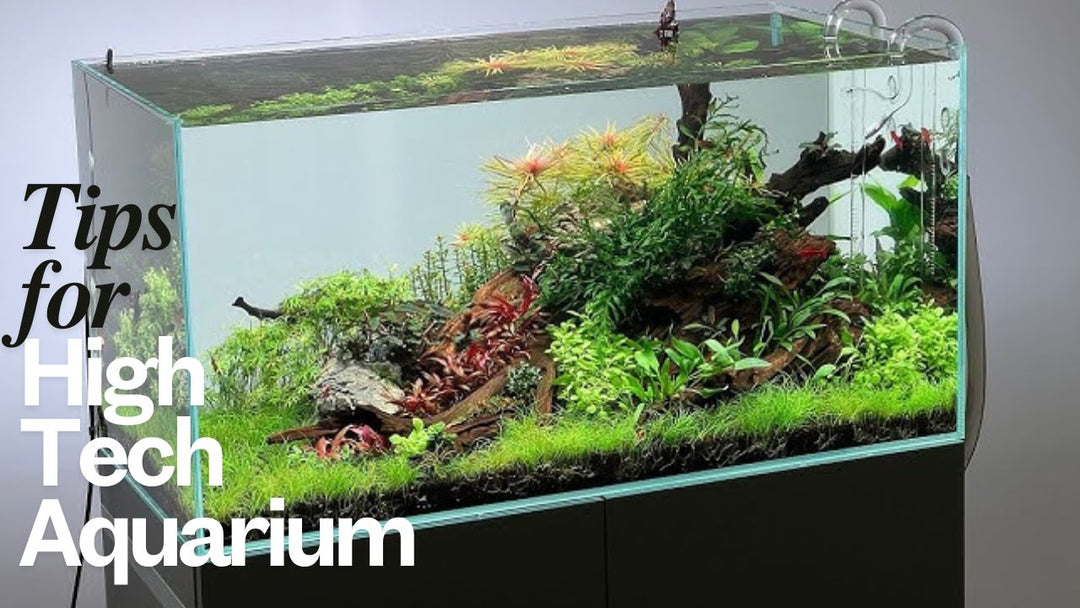 8 Tips for a Stunning High-Tech Planted Aquarium