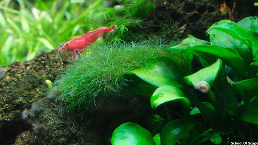 Algae-Free Aquarium: A Step-by-Step Guide