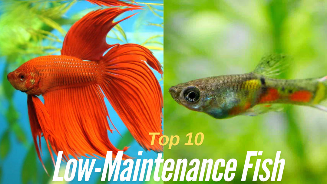 Top 10 Low-Maintenance Fish for Planted Aquariums