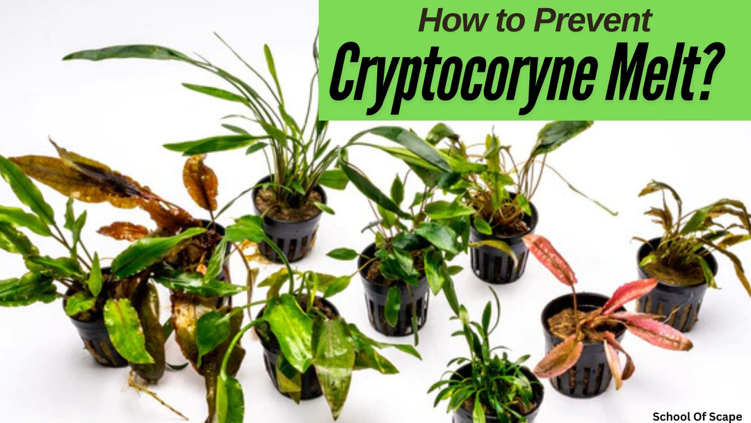 How to Prevent Cryptocoryne Melt in Aquarium?