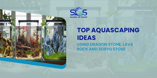 Top Aquascaping Ideas Using Dragon Stone, Lava Rock and Seiryu Stone