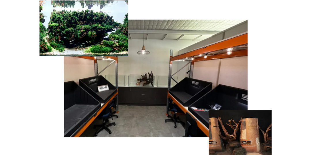 Learn the Art of Aquascaping with Workshops in Australia