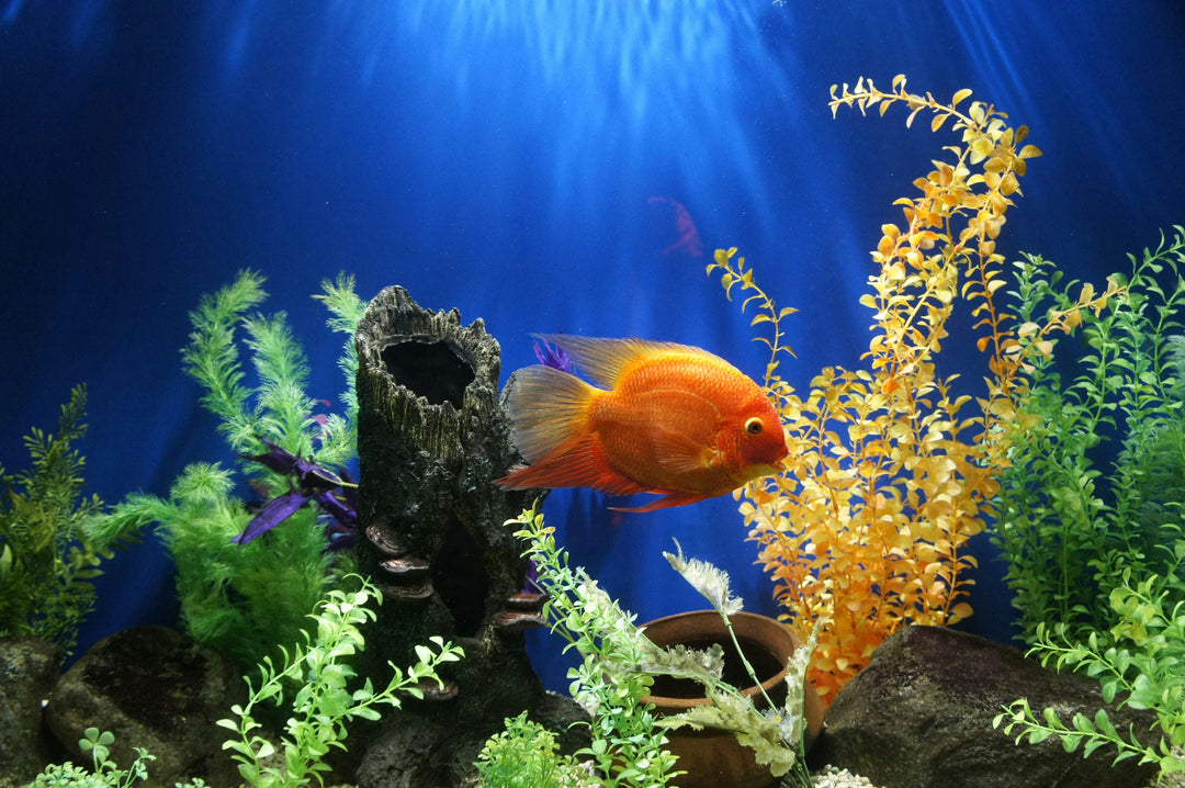 The Role of Lighting in Aquascaping: Choosing the Right Illumination for Your Aquarium