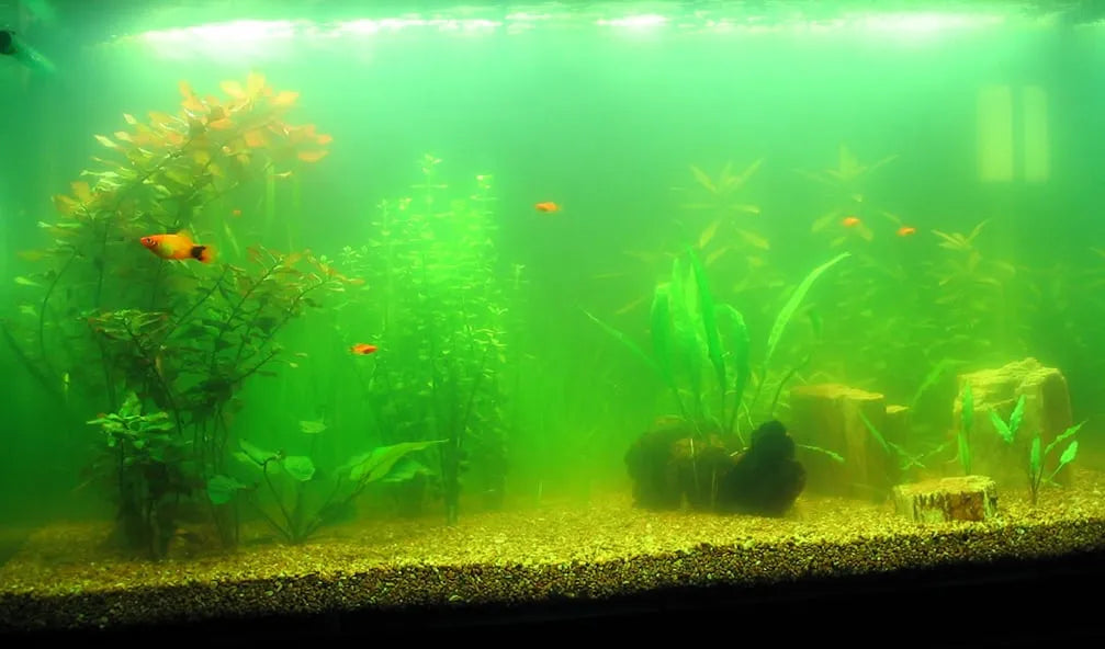 Troubleshooting Common Aquascaping Problems: Algae, Cloudy Water, and More