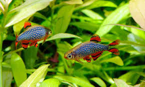 Best Fish Species for Aquascaping: Choosing the Right Fish for Your Tank