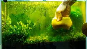 Tips to Prevent Algae Growth in a Planted Aquarium