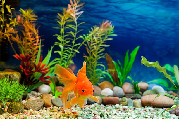 Creating a Natural Biotope Aquarium: Tips and Inspiration