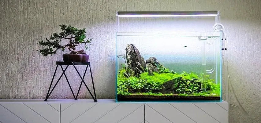 The Science of Aquascape Lighting: How to Choose and Optimize Your Setup