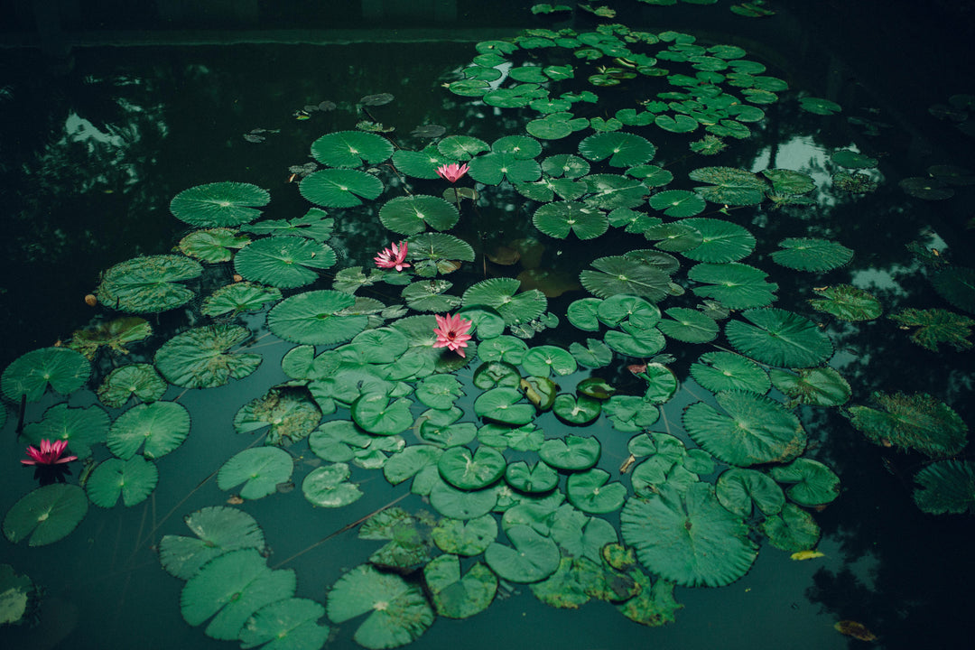 Aquatic Plants 101: Choosing and Caring for Underwater Greenery